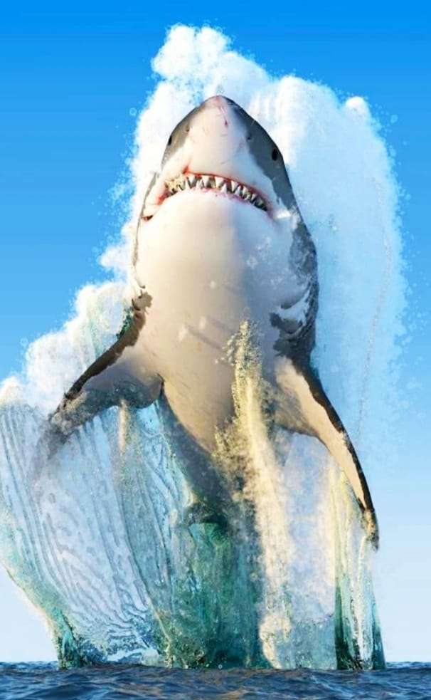 Sovereign of the Sea Shark