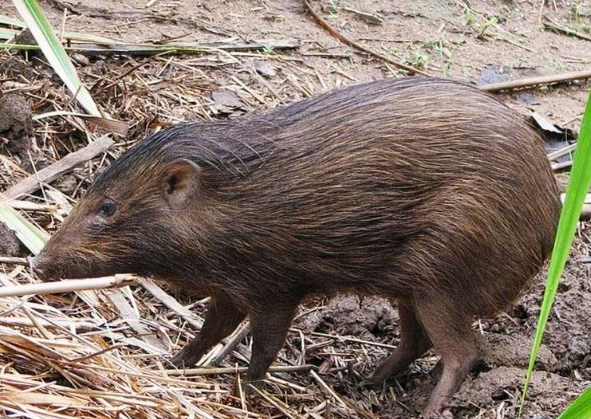 Pygmy Hog of Manas National Park