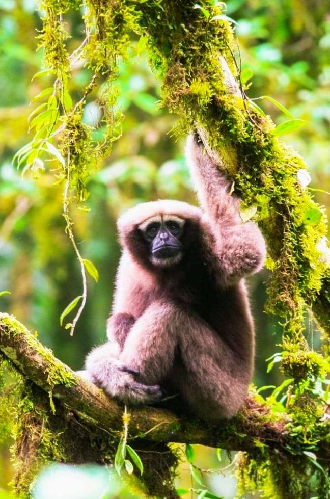 Majestic Hoolock Gibbon