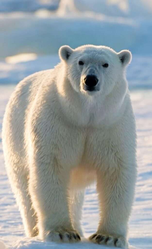 Majestic Polar Bear