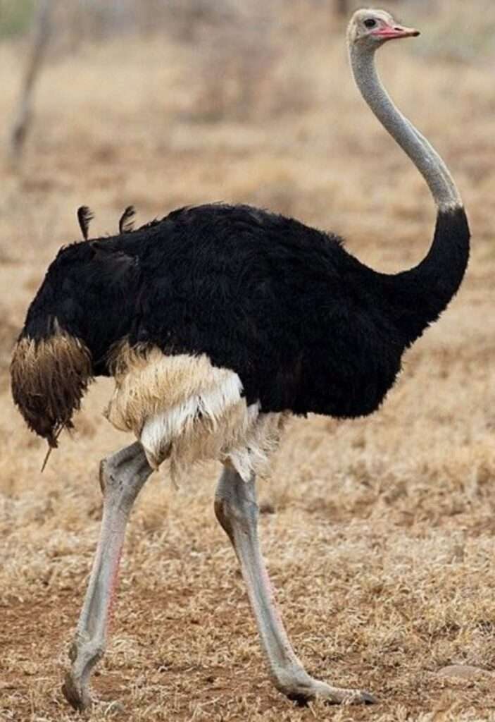 Powerful Ostrich